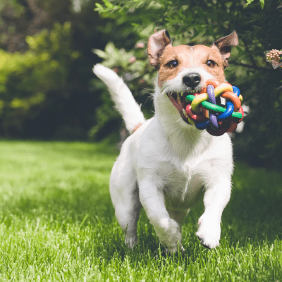 DOG WASTE REMOVAL